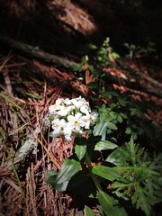 Lithospermum distichum