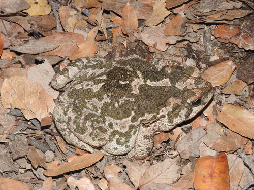 Pine Toad