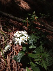 Lithospermum distichum