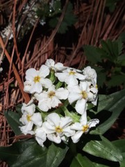 Lithospermum distichum