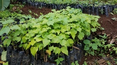 Gyrocarpus americanus