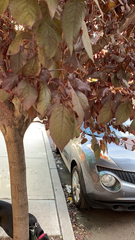 Prunus cerasifera