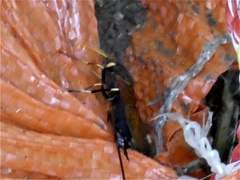 Urocerus californicus