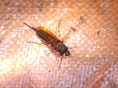 Urocerus californicus