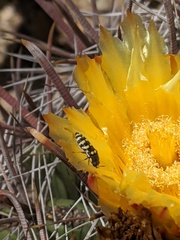 Acmaeodera alicia