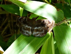 Quadrus u-lucida mimus