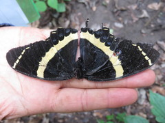 Papilio garamas garamas