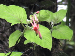 Fuchsia fulgens