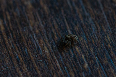 Pseudeuophrys lanigera