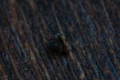 Pseudeuophrys lanigera