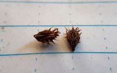 Sanicula arctopoides