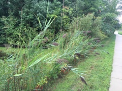 Phragmites australis