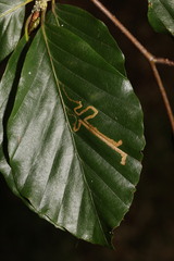 Stigmella hemargyrella