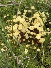 Splachnum luteum