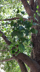 Pyrus calleryana