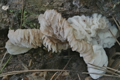 Hypomyces tremellicola
