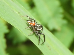 Nycerella delecta