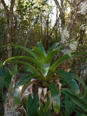 Vriesea