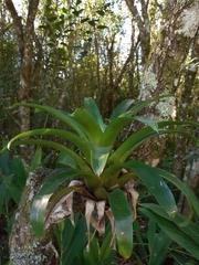 Vriesea