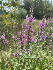 Lythrum salicaria