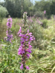 Lythrum salicaria