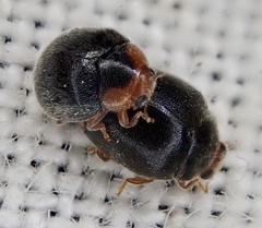 Scymnus auritus