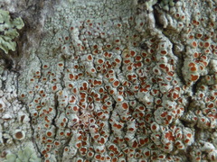 Haematomma persoonii