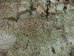 Haematomma persoonii