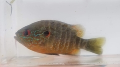 Lepomis peltastes