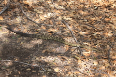 Crotalus molossus