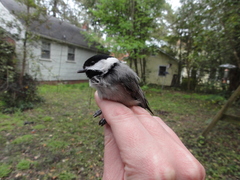 Poecile carolinensis