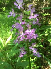Platanthera grandiflora