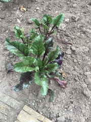 Beta vulgaris vulgaris