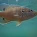 Green Sunfish - Photo (c) chungler, some rights reserved (CC BY-NC), uploaded by chungler