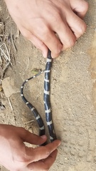 Leptodeira nigrofasciata