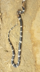 Leptodeira nigrofasciata