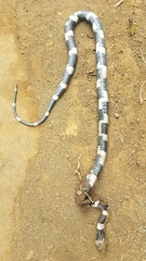 Leptodeira nigrofasciata