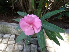 Nerium oleander