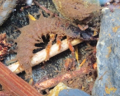 Dysmicohermes disjunctus