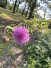 Cirsium vulgare