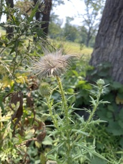 Cirsium vulgare