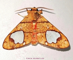 Zatrephes trailii