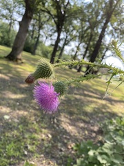 Cirsium vulgare