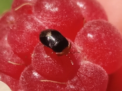 Geocoris erythrocephalus