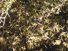 Anairetes flavirostris