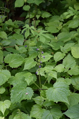 Salvia acerifolia