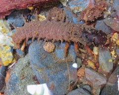 Dysmicohermes disjunctus