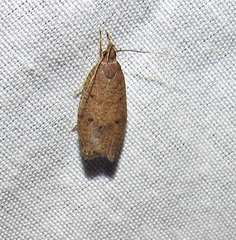 Psilocorsis reflexella