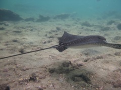 Aetobatus