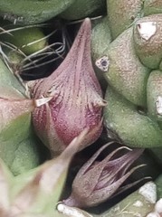 Huernia